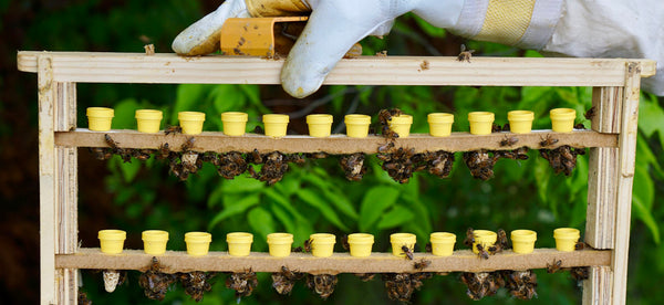Elevate Your Beekeeping Business with Queen Rearing Techniques