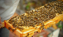 How to Manage Beehives Effortlessly as a Beekeeper?