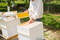 List of Most Effective Hive Tools, Suitable for any beekeeper