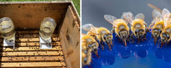 Enhance Your Beekeeping Experience with Innovative Bee Hive Feeders