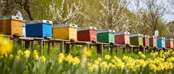 8 Ultimate Beekeeping pieces of advice for Beginners
