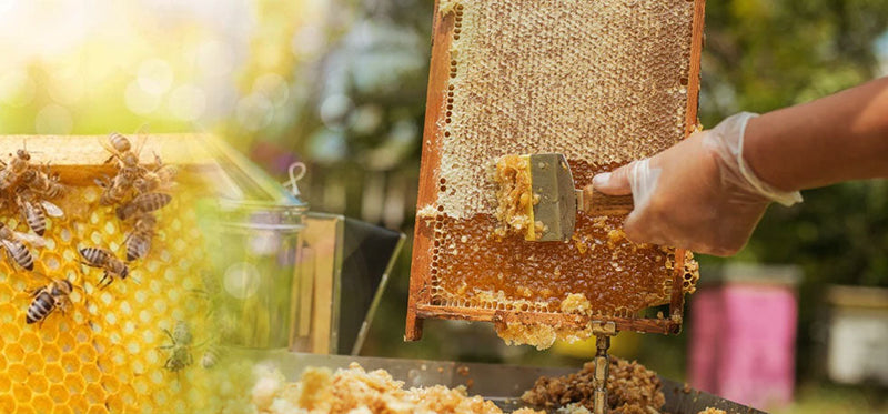 Step-by-Step Guide to Harvesting Honey with Minimal Loss &amp; Maximum Purity