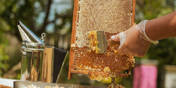 Discover the Best Beekeepers Starter Kits for Your Beekeeping Journey